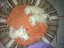 PoulaTo: spitz mini 200euro